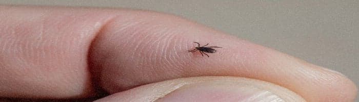 Erkės įkandimas - kaip atrodo ir kokių veiksmų imtis?